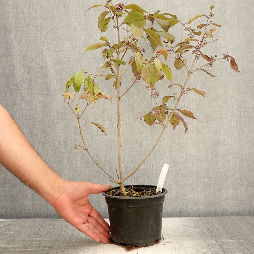 Esemplare di Callicarpa bodinieri var. giraldii Profusion Vaso da 2L/3L consegnato in estate