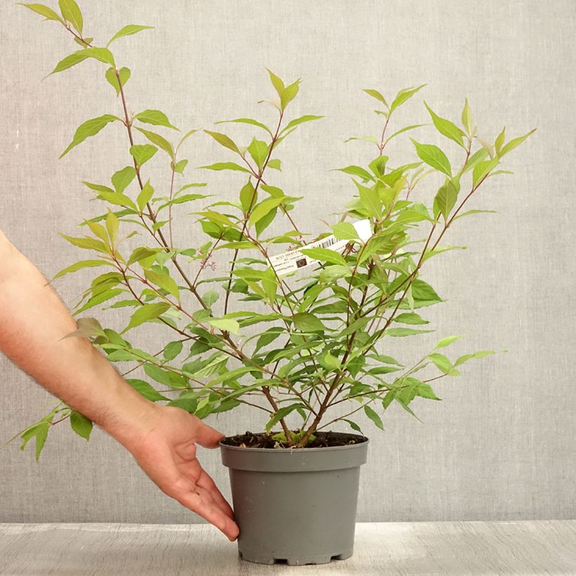 Esemplare di Callicarpa dichotoma Cardinal Vaso da 2L/3L consegnato in estate