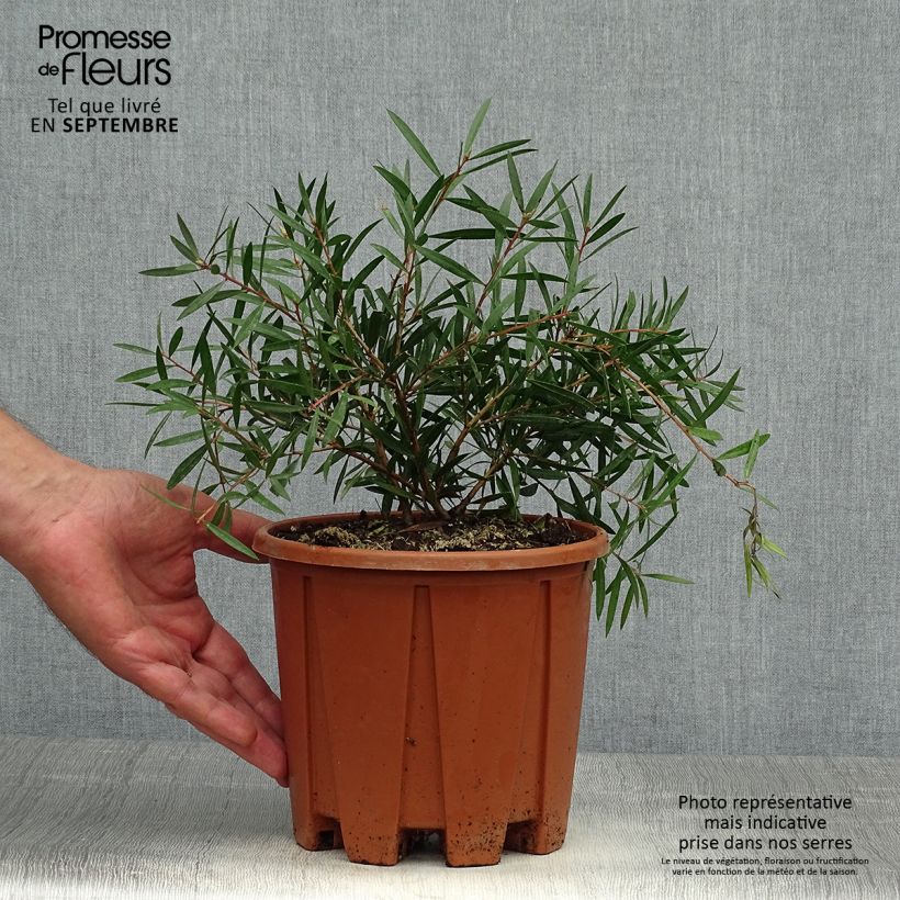 Esemplare di Callistemon citrinus Burgundy - Pianta scovolino Vaso da 3L/4L come consegnato in autunno
