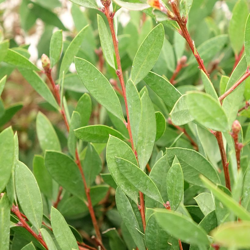 Callistemon citrinus Mauve Mist - Pianta scovolino (Fogliame)