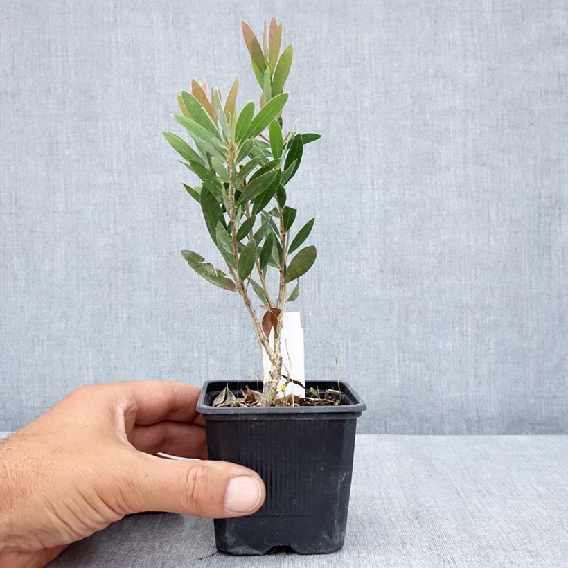 Esemplare di Callistemon viminalis Inferno - Pianta scovolino Vasetto da 8/9 cm consegnato in estate