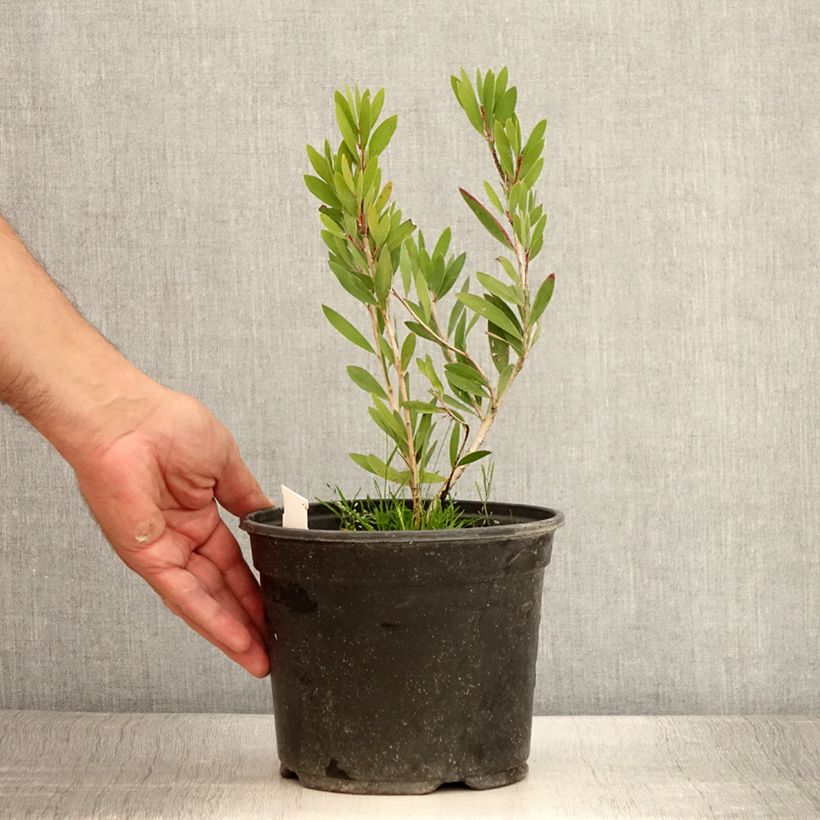Esemplare di Callistemon viminalis Inferno - Pianta scovolino Vaso da 3L/4L consegnato in estate