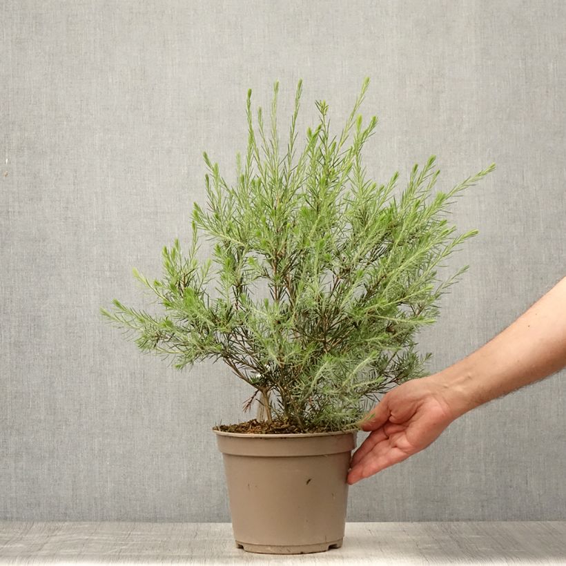 Esemplare di Callistemon pityoides Widdicomb Gem - Pianta scovolino Vaso da 4L/5L consegnato in estate