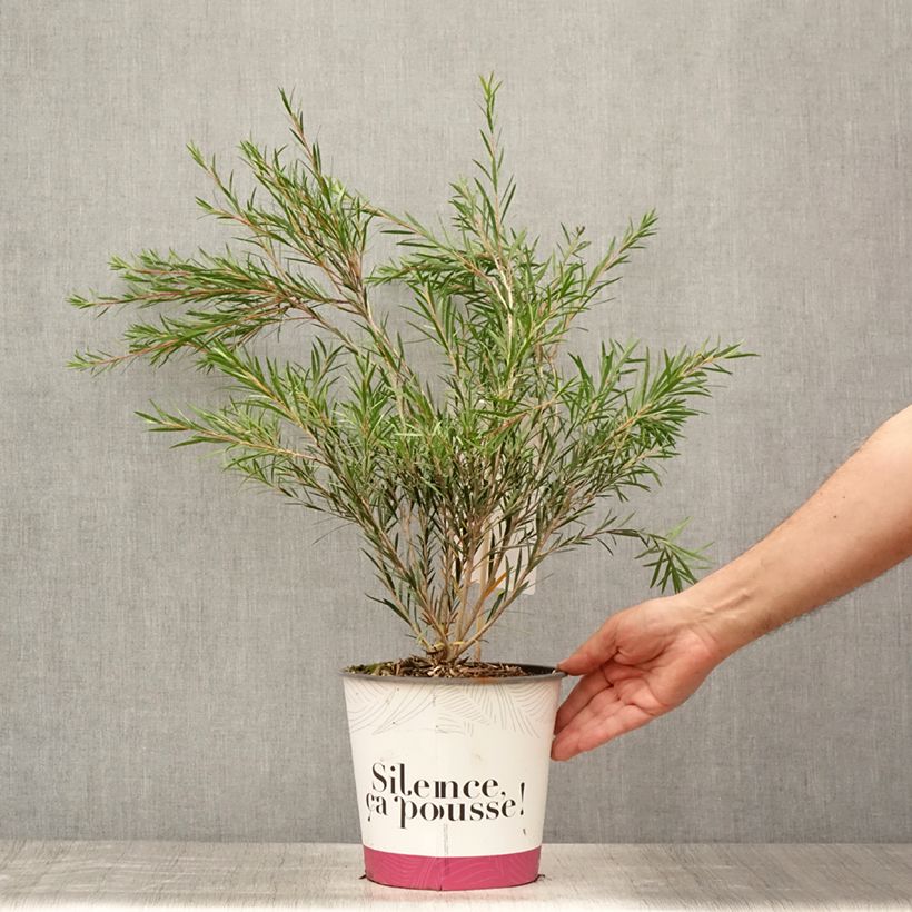 Esemplare di Callistemon rigidus - Pianta scovolino Vaso da 4L/5L consegnato in estate