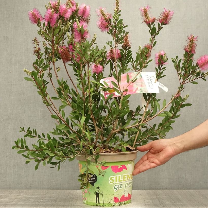 Esemplare di Callistemon viminalis Hot Pink - Pianta scovolino Vaso da 6L/7L consegnato in estate