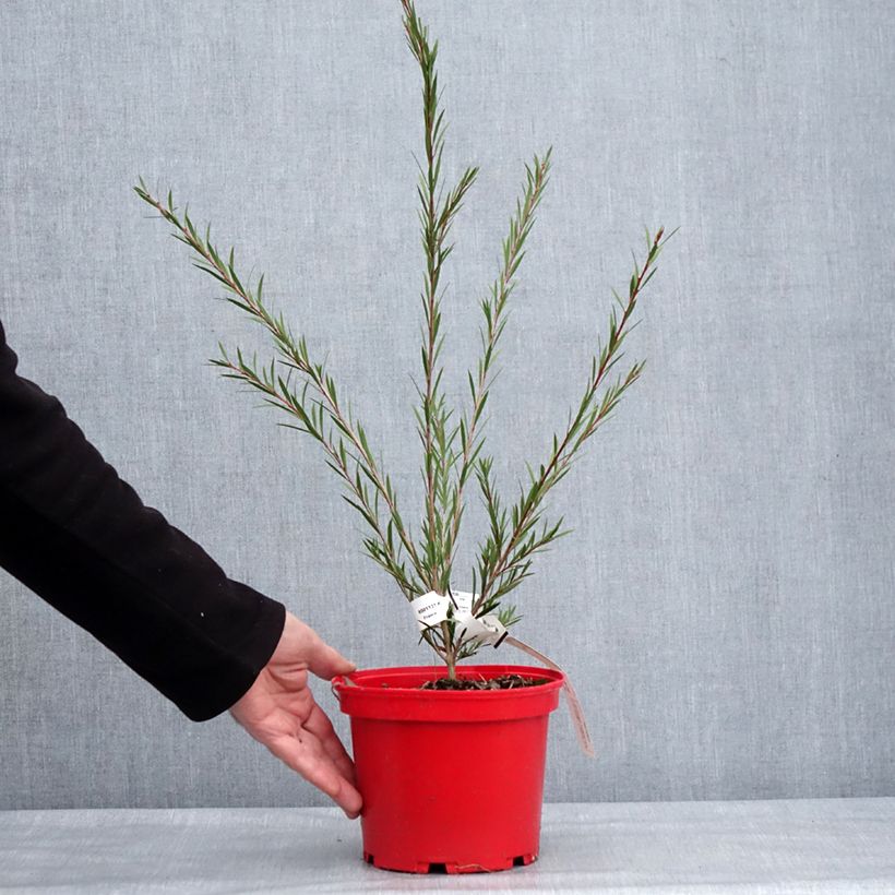 Callistemon Woodlander's Hardy - Pianta scovolino Vaso da 3L/4L esemplare consegnato in inverno