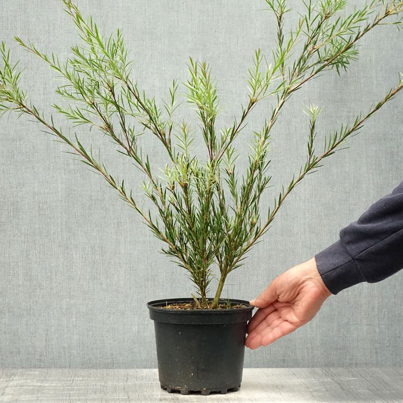 Callistemon Woodlander's Hardy - Pianta scovolino Vaso da 3L/4L esemplare consegnato in primavera