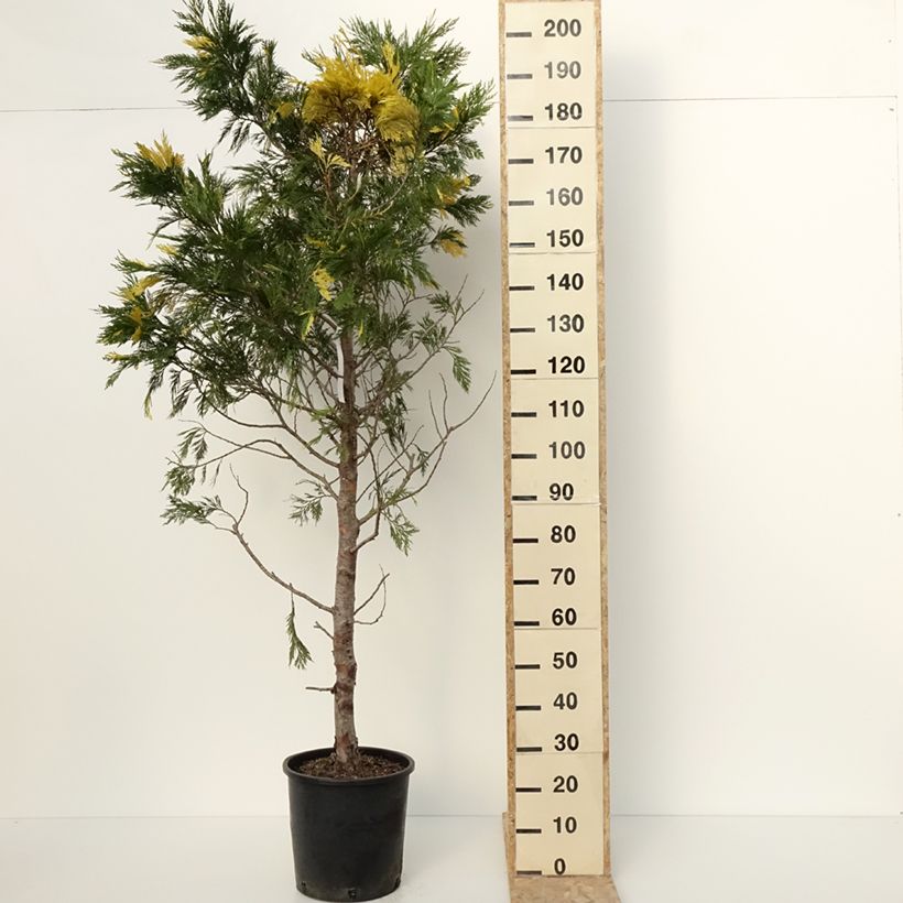 Calocedrus decurrens Aureovariegata - Cedro della California Vaso da 18L/20LAltezza consegnata circa 100/125cm esemplare consegnato in inverno