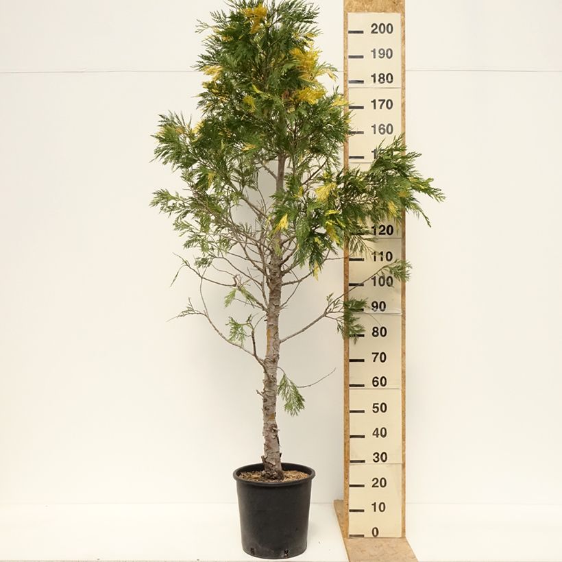 Calocedrus decurrens Aureovariegata - Cedro della California Vaso da 18L/20L esemplare consegnato in primavera