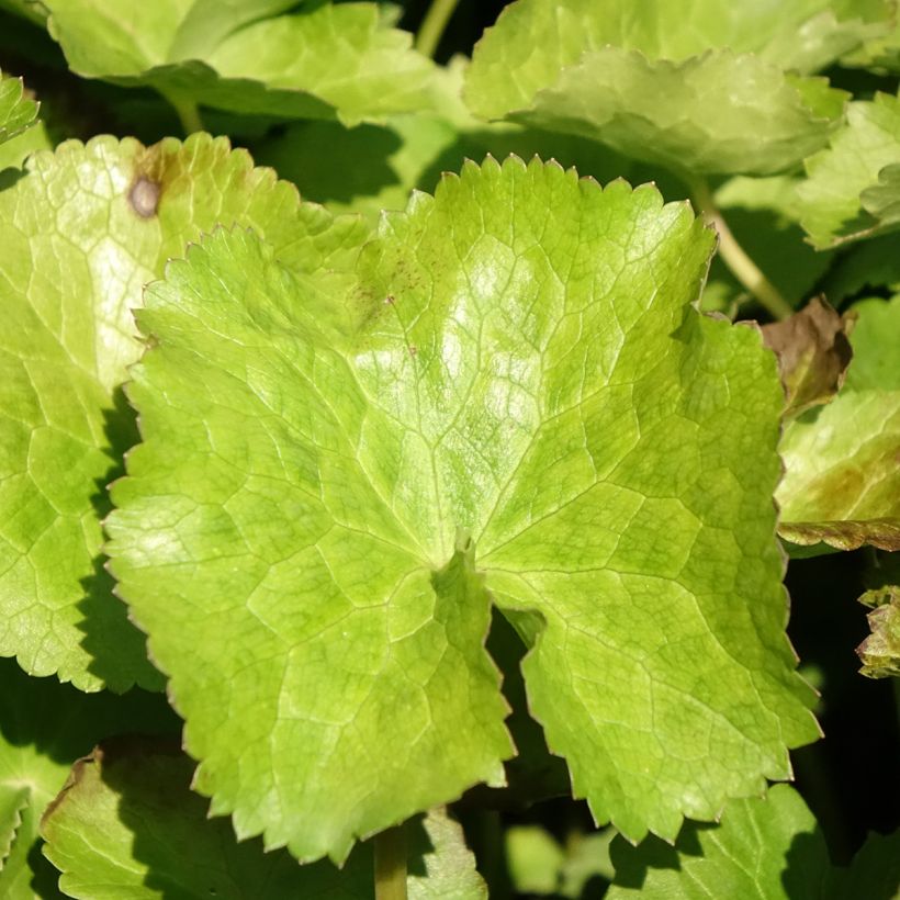 Caltha palustris var. alba - Calta palustre (Fogliame)