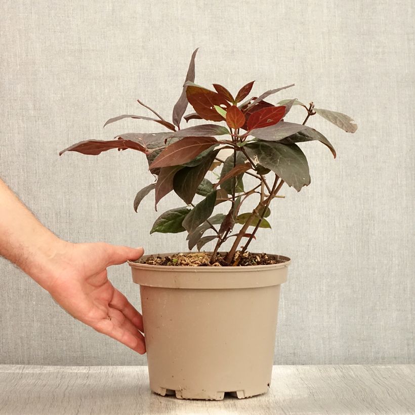 Esemplare di Calycanthus floridus var. purpureus Burgundy Spice - Calicanto d'Estate Vaso da 4L/5L consegnato in estate