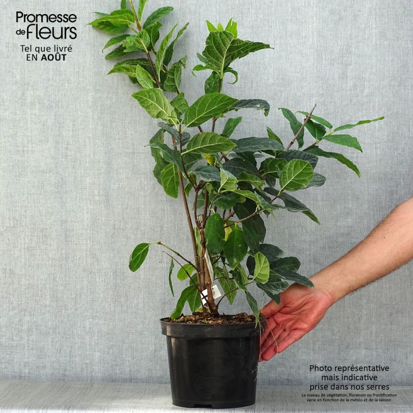 Esemplare di Calycanthus floridus Michael Lindsay - Calicanto d'Estate Vaso da 4L/5L consegnato in estate