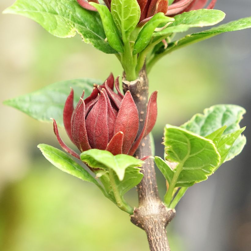 Calycanthus floridus Michael Lindsay - Calicanto d'Estate (Fioritura)