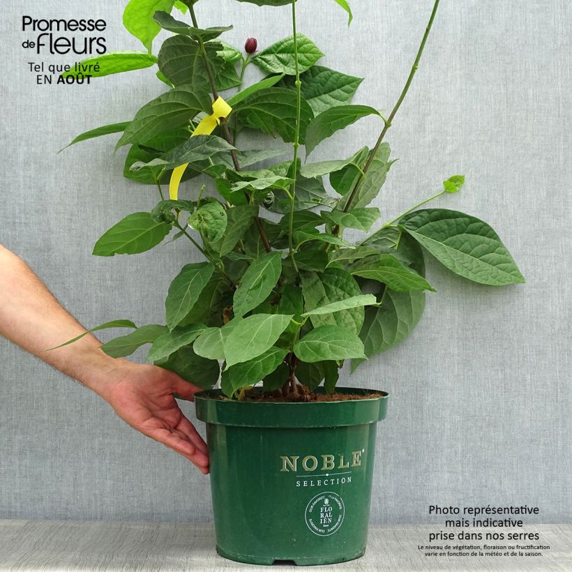 Esemplare di Calycanthus raulstonii Hartlage Wine - Calicanto Vaso da 7,5L/10L consegnato in estate
