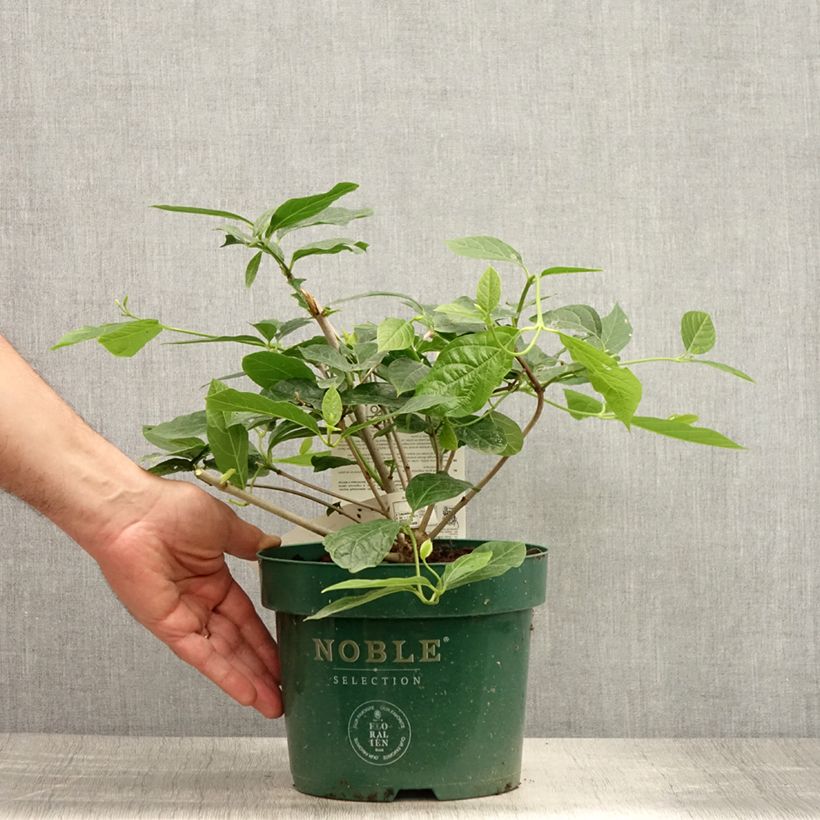 Esemplare di Calycanthus raulstonii Venus - Calicanto Vaso da 3L/4L consegnato in estate