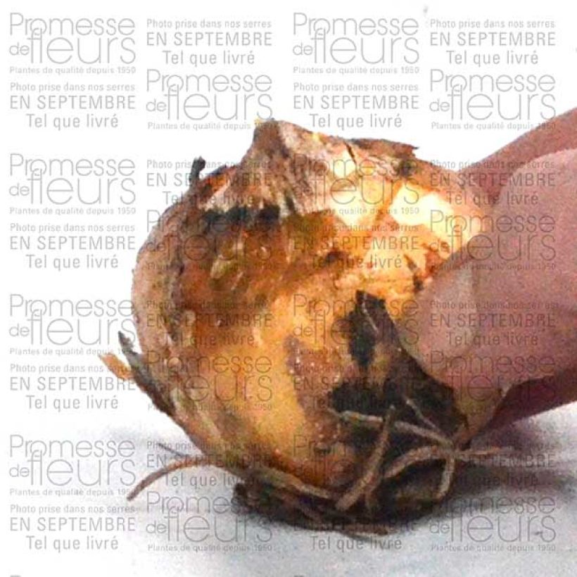 Esempio di esemplare Camassia leichtlinii Alba Bulbo taglia 14+ come consegnato