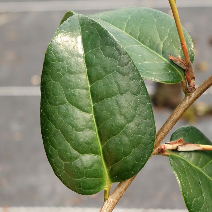Camellia williamsii Anticipation (Fogliame)