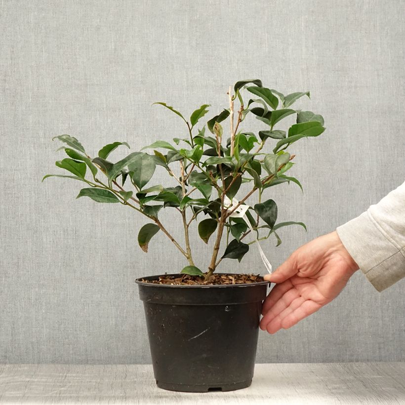 Esemplare di Camellia japonica Bob's Tinsie Vaso da 4L/5L consegnato in estate