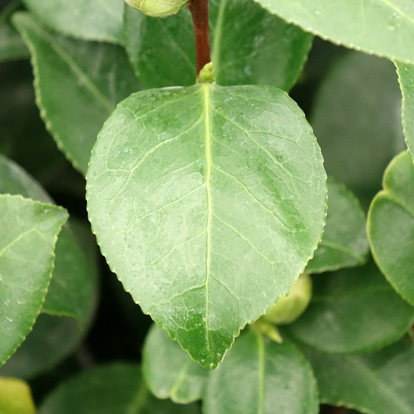 Camellia japonica Bonomiana (Fogliame)