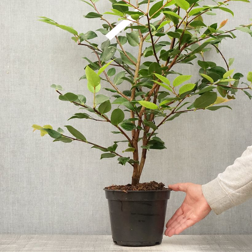 Esemplare di Camellia lutchuensis High Fragrance Vaso da 3L/4L consegnato in estate