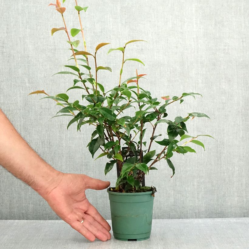 Esemplare di Camellia Spring Festival Vaso da Ø 12 cm / 13 cm consegnato in estate