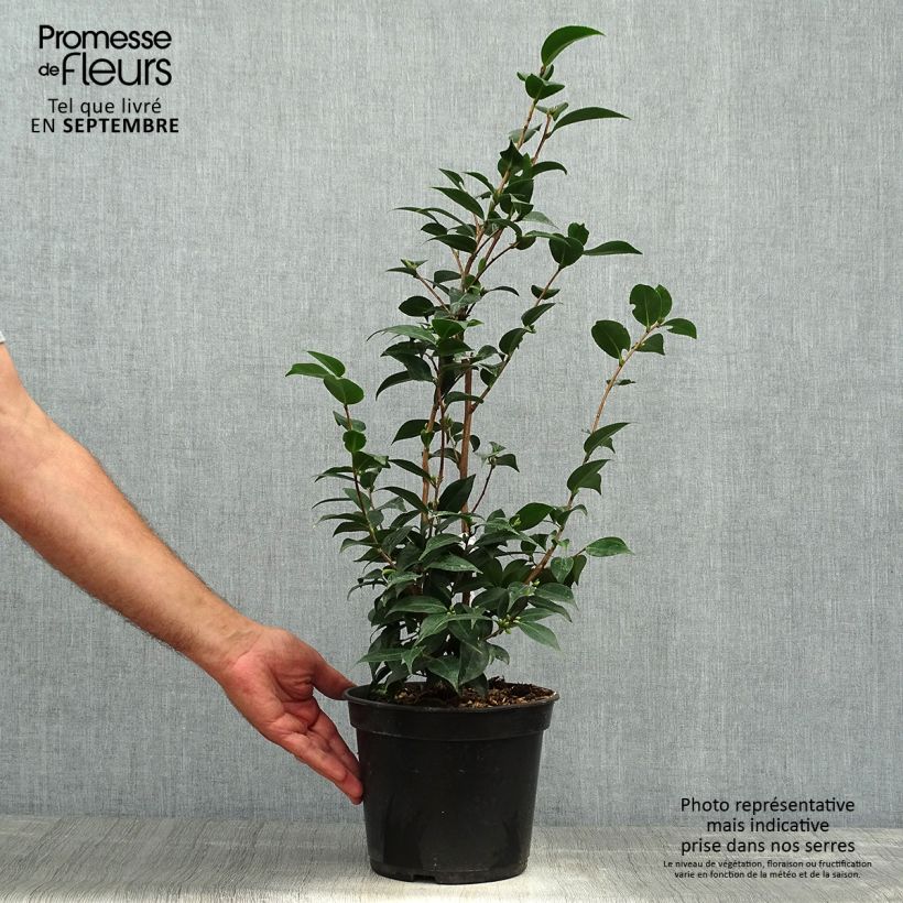 Esemplare di Camellia Spring Festival Vaso da 3L/4L come consegnato in autunno
