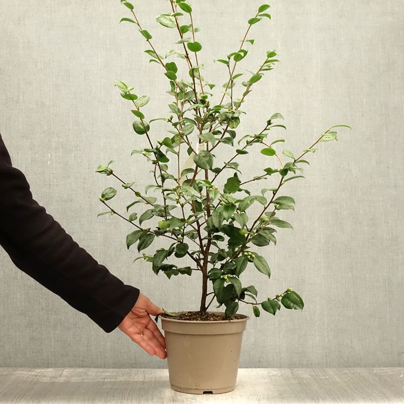 Esemplare di Camellia lutchuensis Koto No Kaori Vaso da 4L/5L come consegnato in autunno