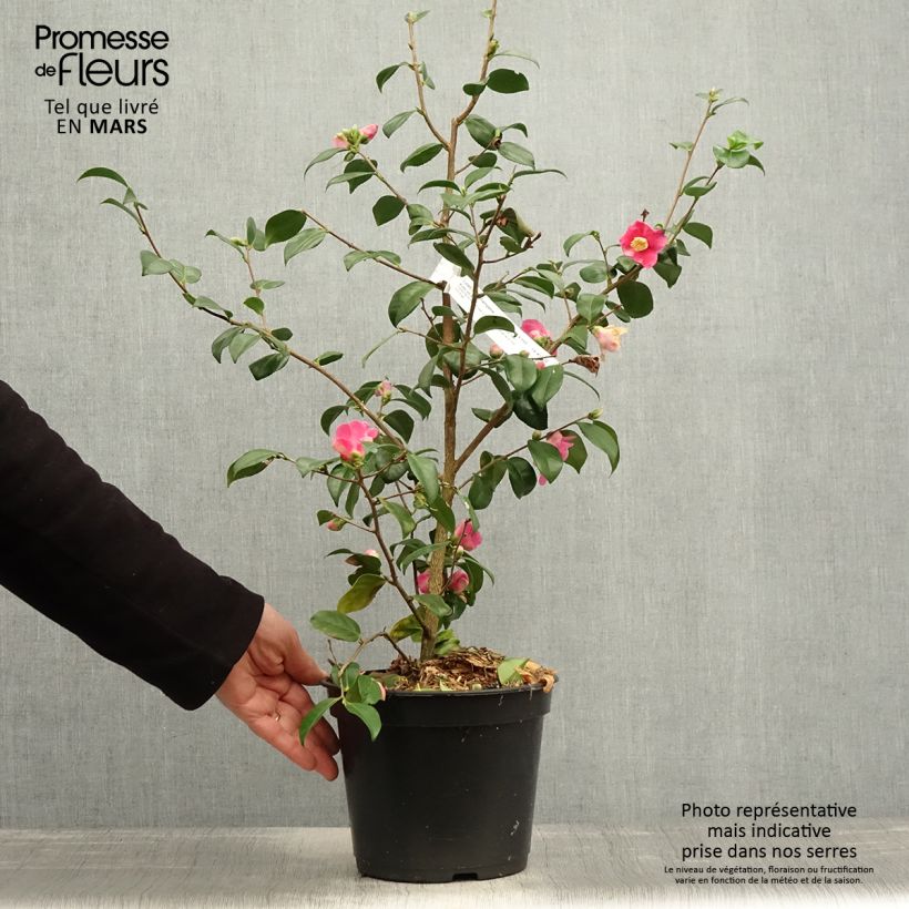 Camellia lutchuensis Koto No Kaori Vaso da 4L/5L esemplare consegnato in primavera