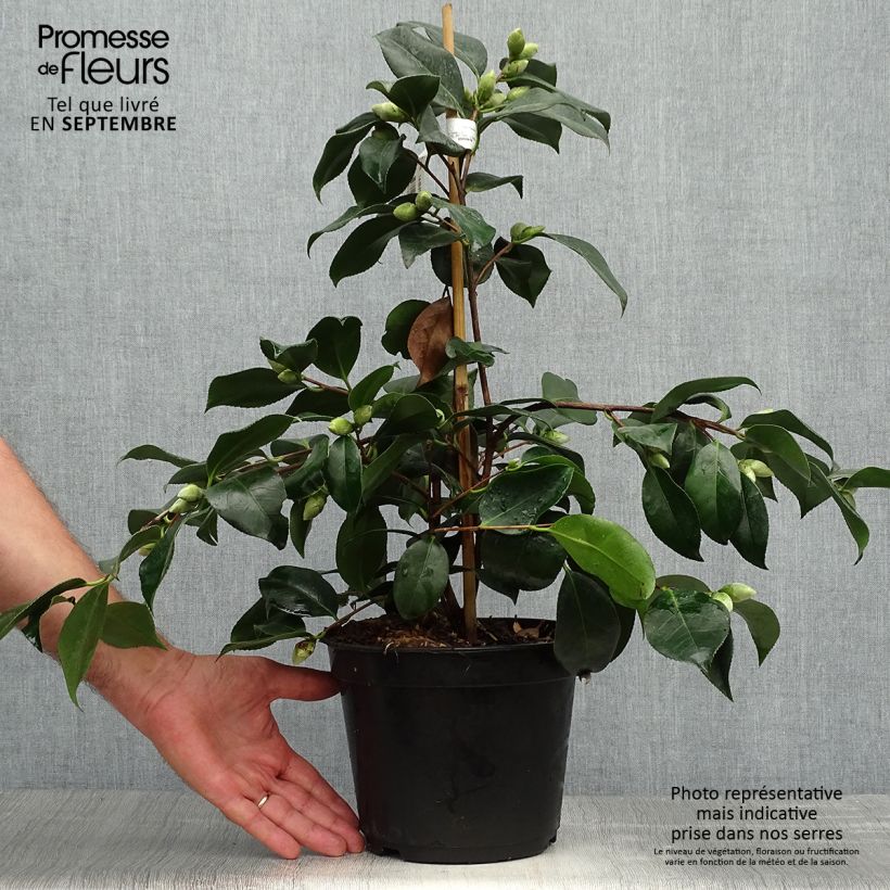 Esemplare di Camellia japonica chandleri Elegans Vaso da 4L/5L come consegnato in autunno