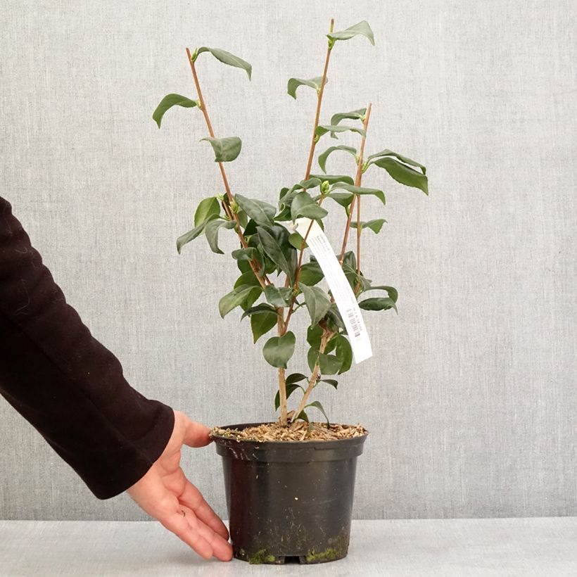 Camellia japonica Sweet Olive Vaso da 2L/3L esemplare consegnato in inverno