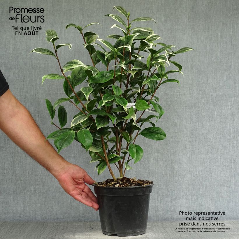 Esemplare di Camellia japonica Kerguelen Vaso da 4L/5L consegnato in estate