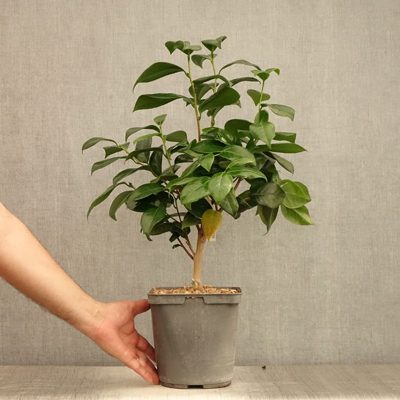 Esemplare di Camellia japonica Nuccio's Jewel Vaso da 3L/4L consegnato in estate