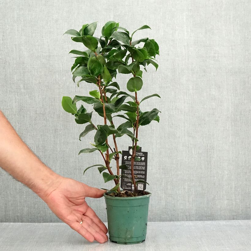 Esemplare di Camellia japonica Comte de Gomer Vaso da Ø 12 cm / 13 cm consegnato in estate