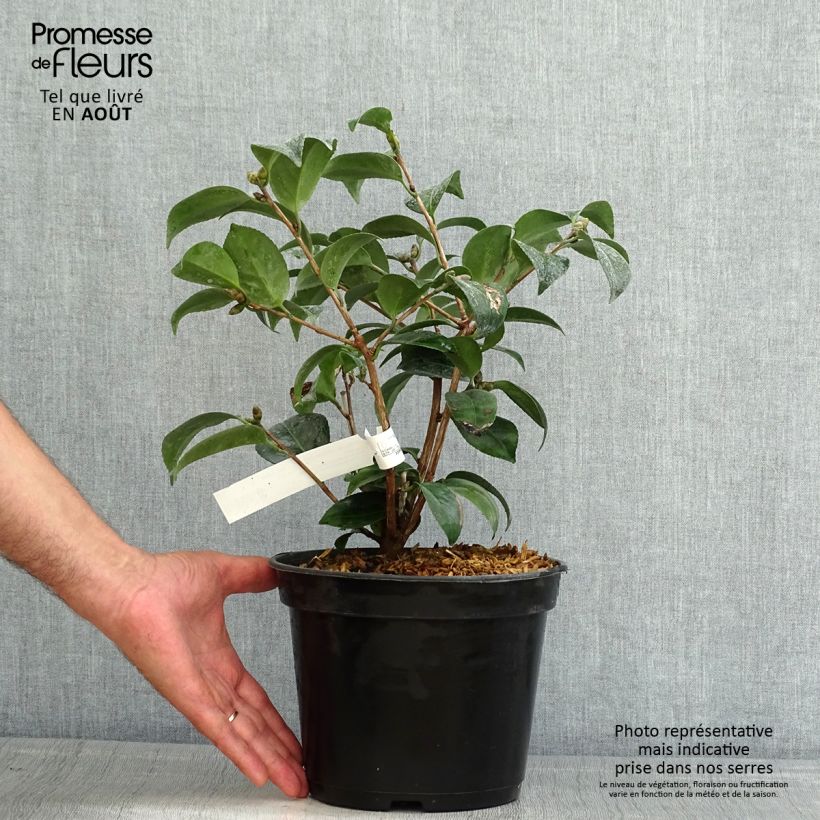 Esemplare di Camellia japonica Coquetti Vaso da 4L/5L consegnato in estate