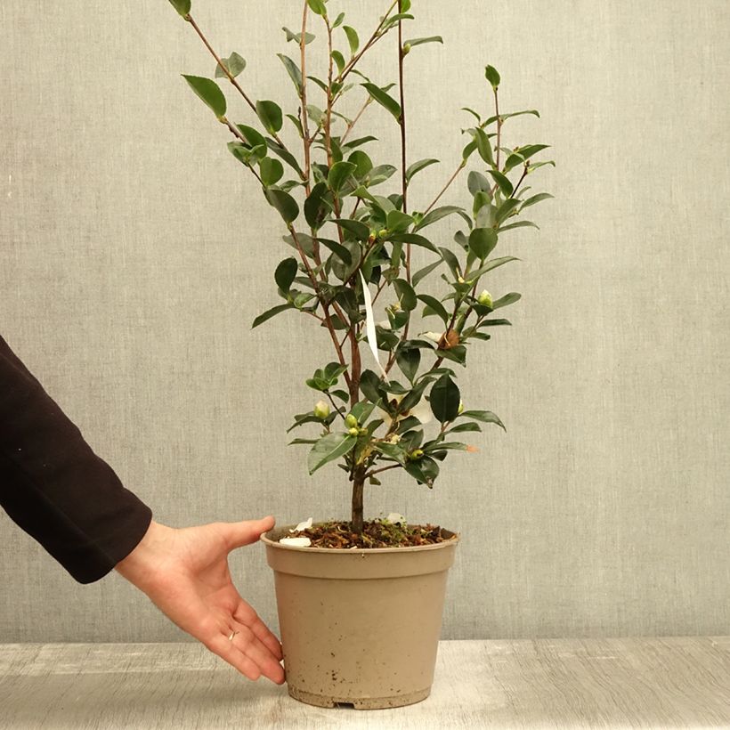 Esemplare di Camellia sasanqua Narumi Gaita Vaso da 4L/5L come consegnato in autunno