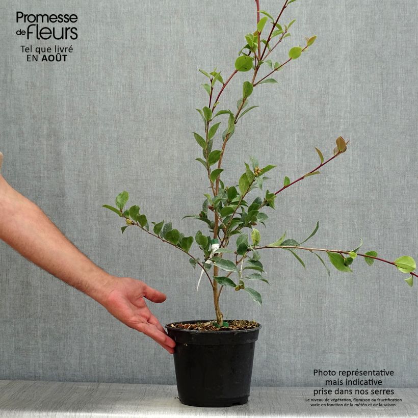 Esemplare di Camellia sasanqua Choji Guruma Vaso da 4L/5L consegnato in estate