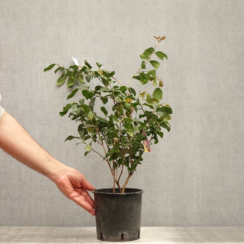 Esemplare di Camellia sasanqua Cleopatra Vaso da 3L/4L consegnato in estate