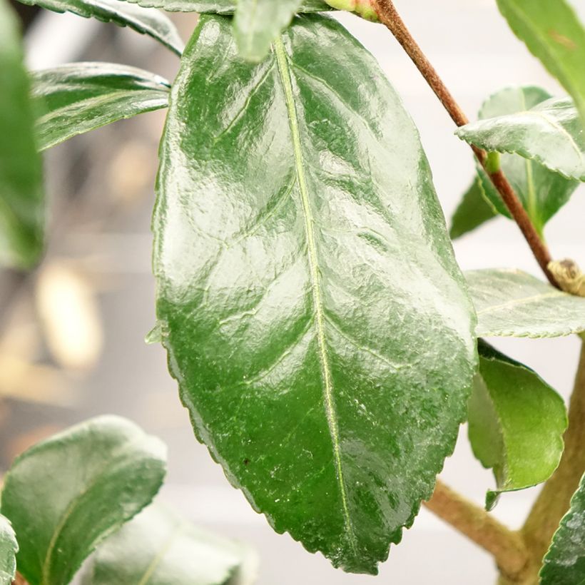 Camellia sasanqua Hinode-Gumo (Fogliame)