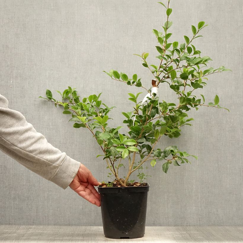 Esemplare di Camellia sasanqua Versicolor Vaso da 3L/4L consegnato in estate