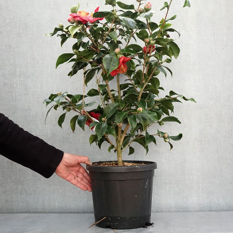 Camellia japonica  Painter's Palette Vaso da 4L/5L esemplare consegnato in inverno