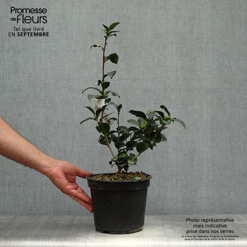Esemplare di Camellia reticulata Fiesta Grande Vaso da 3L/4L come consegnato in autunno