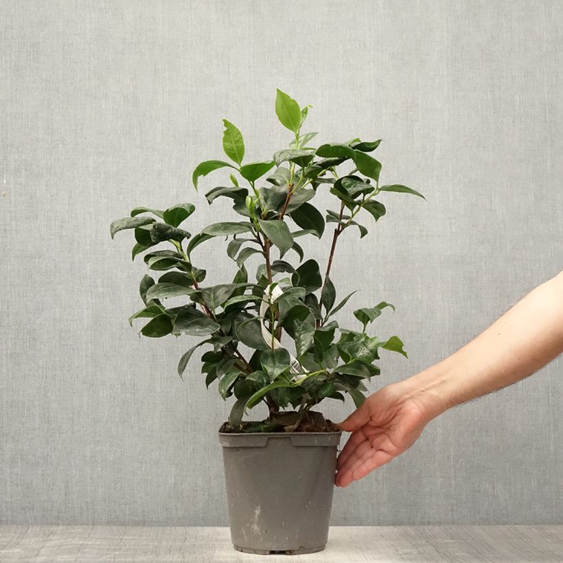 Esemplare di Camellia japonica Margaret Davis Vaso da 3L/4L consegnato in estate