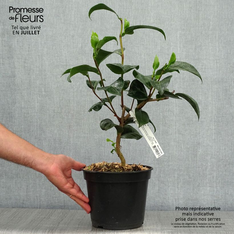 Esemplare di Camellia japonica Marie-Galante Vaso da 4L/5L consegnato in estate