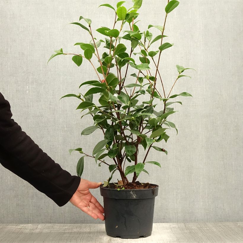 Esemplare di Camellia japonica Mark Alan Vaso da 4L/5L come consegnato in autunno