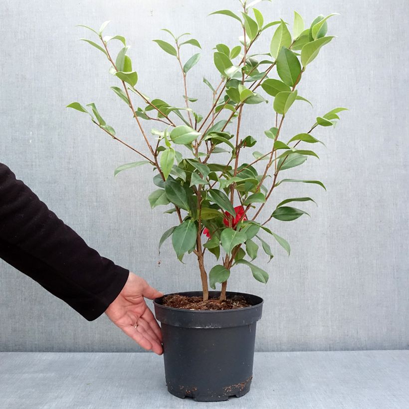 Camellia japonica Mark Alan Vaso da 4L/5L esemplare consegnato in primavera