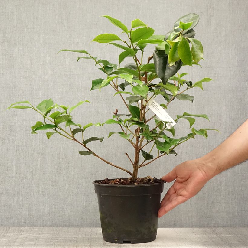 Esemplare di Camellia japonica Midnight Variegated Vaso da 4L/5L consegnato in estate