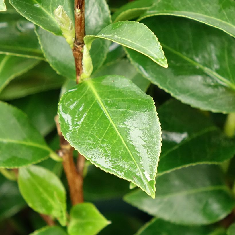 Camellia japonica Mrs Tingley (Fogliame)