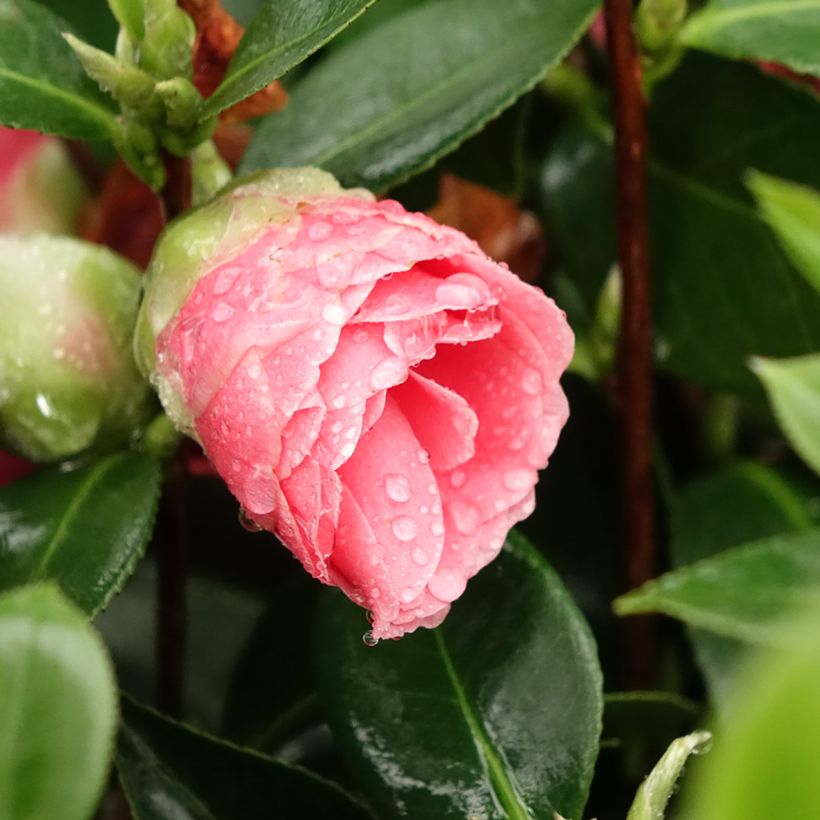 Camellia japonica Mrs Tingley (Fioritura)