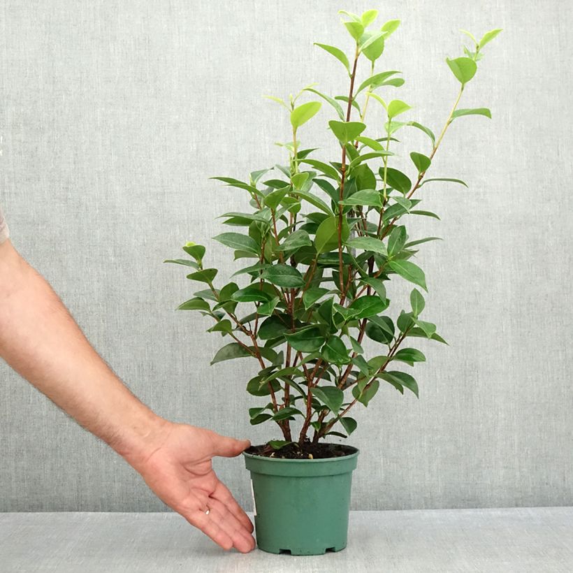Esemplare di Camellia japonica Mrs Tingley Vaso da Ø 12 cm / 13 cm consegnato in estate