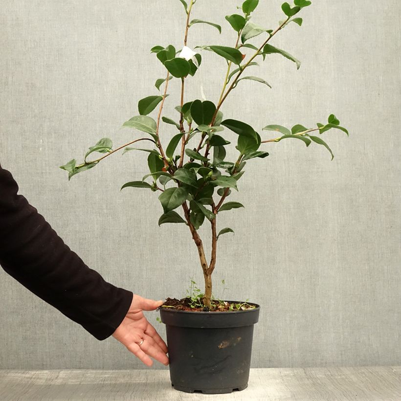 Esemplare di Camellia japonica Nuccio's Cameo Vaso da 4L/5L come consegnato in autunno
